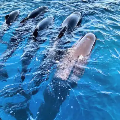a dolphin swimming in a body of water