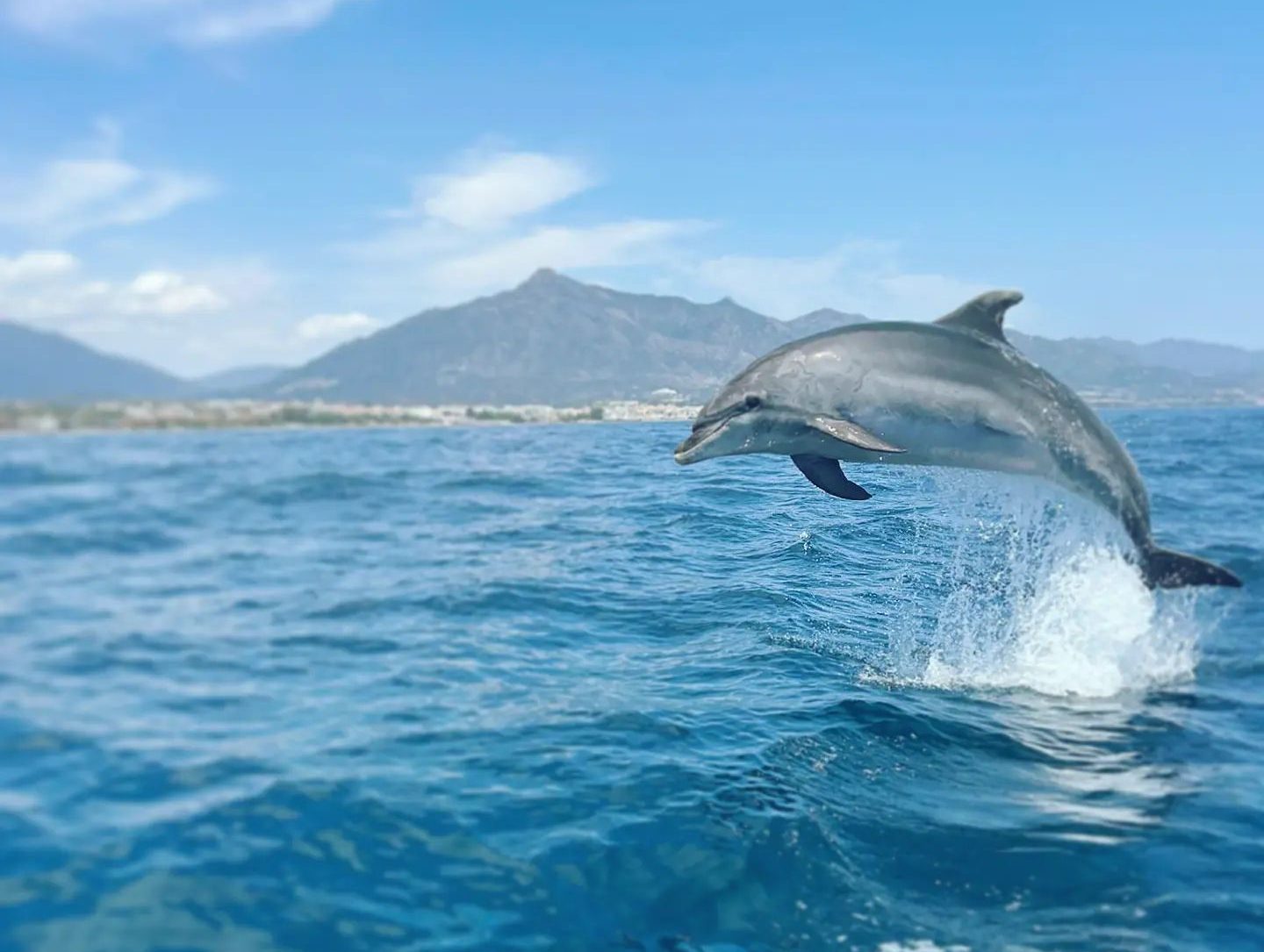 353669325_728747622594272_2668228927956519496_n a dolphin swimming in a body of water