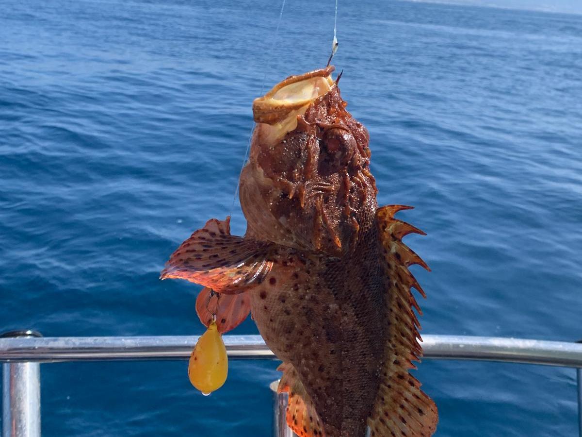 A fish with spiky fins is caught on a line over the ocean, with mountains in the background.