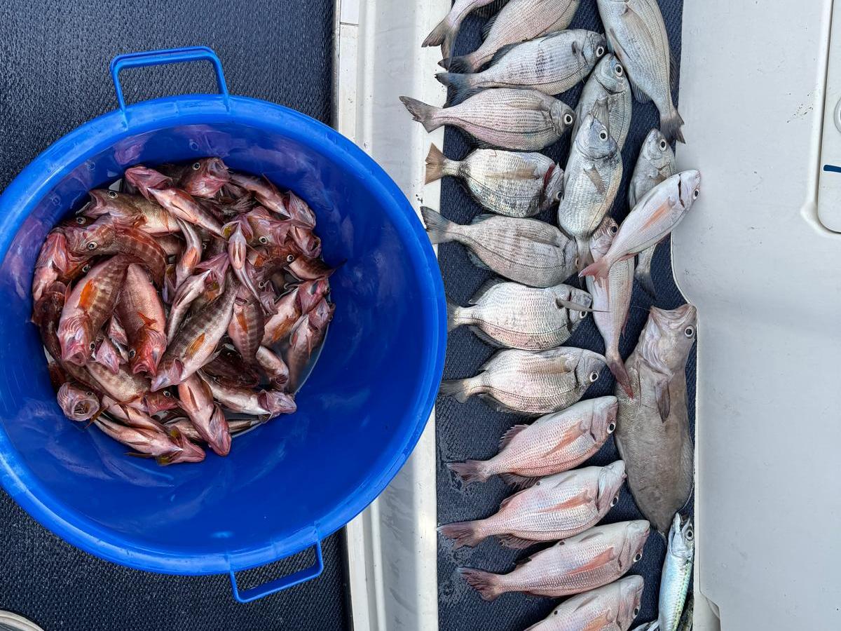 A blue bucket of small fish next to rows of larger fish on a boat deck.